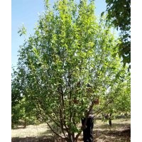 12公分假植八棱海棠樹