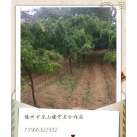 供應嫁接皂角樹，供應嫁接皂莢樹