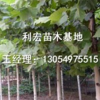 三年冠18公分法桐法桐價格表