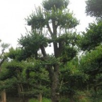 供應(yīng)對接白蠟，刺冬青，紅葉石楠，樸樹等