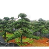 主要產品有紅豆杉小苗和紅豆杉樹、實生紅楓、櫻花、紫薇、紫荊、