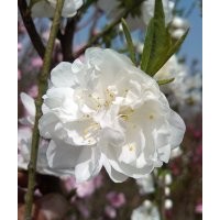 供應(yīng)紅、綠碧桃