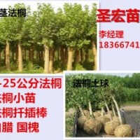批發處理9公分全冠法桐帶土球價格|6公分法桐價格