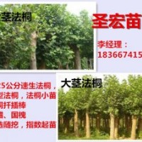 3公分法桐|5公分法桐價格河北廊坊法桐種植技術