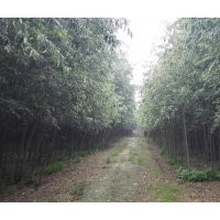 8公分美國(guó)竹柳