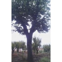 樸樹