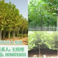 常年供應(yīng)新式法桐16公分法桐小苗2公分國裕技術(shù)指導(dǎo)