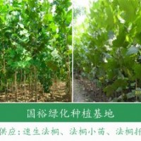 大量供應(yīng)行道專用一年冠12公分法桐小苗2014最新價格