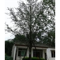 四川海林銀杏樹(shù)2--60公分