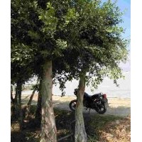 本公司大量供應香樟，黃葛樹，小葉榕，重陽木，藍花楹，水晶葡萄