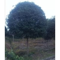 四川桂花樹園林、雅安桂花樹園林、金桂、丹桂、等品種