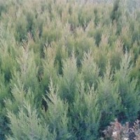 蜀快，龍柏，刺柏，地柏