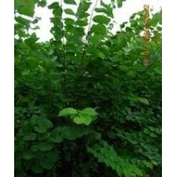 供應優質叢生紫荊獨桿紫荊