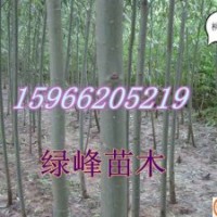 主營：萬畝107楊、法桐、白蠟、國槐、椿樹、速生柳、垂柳