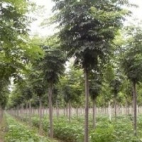 山西北欒北欒|4-10公分北欒供應|優質北欒小苗供應