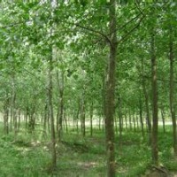 意楊銷售精品10公分優質意楊銷售