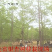 銀杏樹銷售 白果樹供應(yīng)