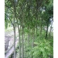 江西無患子，大量6-15公分無患子