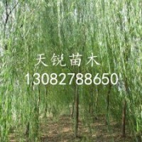 山東垂柳小苗，山東垂柳小苗價(jià)格，青皮垂柳