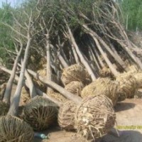山西國槐|山西側柏|山西刺槐|各種規格齊全供應