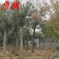 常年供應三角楓價格 6公分8公分10公分三角楓價格
