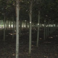 8公分帶帽柳樹