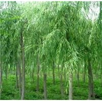 垂柳大量出售、8-15公分垂柳大量低價優惠供應