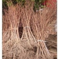 南京精品水杉價格 現在5-6-7公分水杉價格