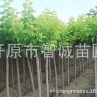 大量供應園林綠化彩葉苗木，金葉復葉槭胸徑3公分