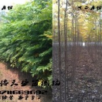 欒樹出售,2-3-4-5公分欒樹價格