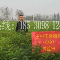 紫穗槐批發價