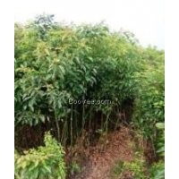 木荷2公分價格、木荷2公分報價、2公分木荷多少錢