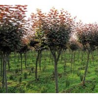山東青州1--5公分紅葉碧桃價格批發