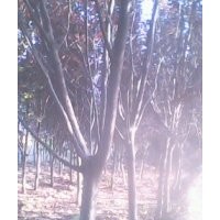 供紅葉李、紫葉李、碧桃