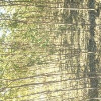 長期供應國槐小苗 香花槐小苗