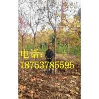 6公分北京欒樹