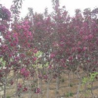 櫻花小苗、光輝海棠小苗、紅寶石海棠小苗 金葉榆
