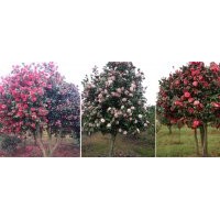低價供應2萬多株精品茶花
