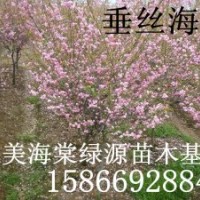 垂絲海棠，亞當海棠，道格海棠，鉆石海棠