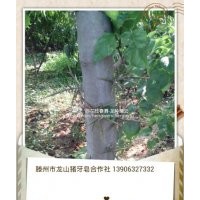 供應皂莢樹苗，豬牙皂莢樹苗，滕州市皂角合作社