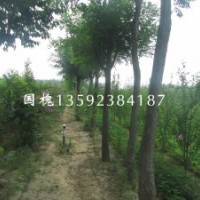 河南國槐基地，二年生國槐，三年生國槐，四年生國槐，各種規格