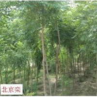 萬匯實業有限公司供應法桐 欒樹