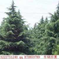 長期供應南京雪松，廣玉蘭，蜀檜，桂花，樸樹等綠化苗木