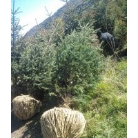 甘肅長青苗木供應各種規格云杉