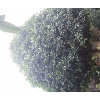 四川桂花、高桿桂花、桂花基地、成都桂花——苗幫手