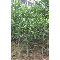 20公分高桂花樹苗價格0.45元，1米高桂花樹苗價格8毛，1.8米高桂