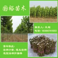 供應(yīng)9公分3.2米裸根定桿法桐小苗山東濟寧價格