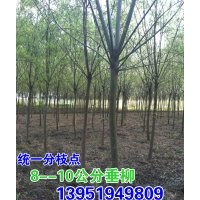 南京悠揚苗木合作社雪松廣玉蘭，紅葉石楠，本石楠香樟，蜀檜垂柳