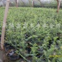 1米高香樟，1米高紅豆杉，1米高雞爪槭，1米高馬尾松
