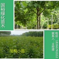大量出售米徑法桐8cm法桐小苗河北廊坊2014最新價格